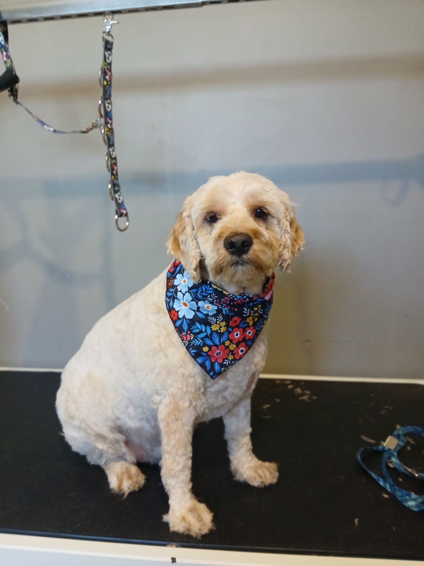 Beau the Mini Doodle groomed at KAE9