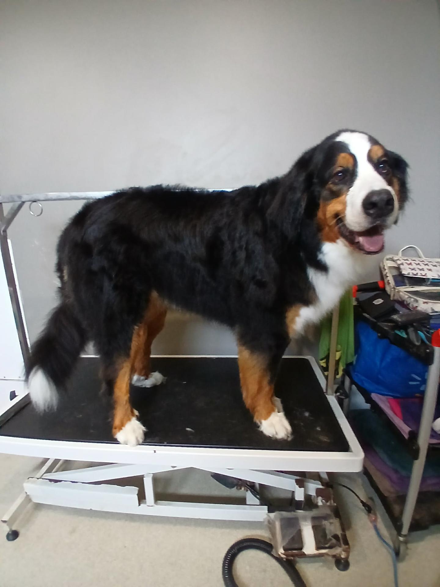 After grooming