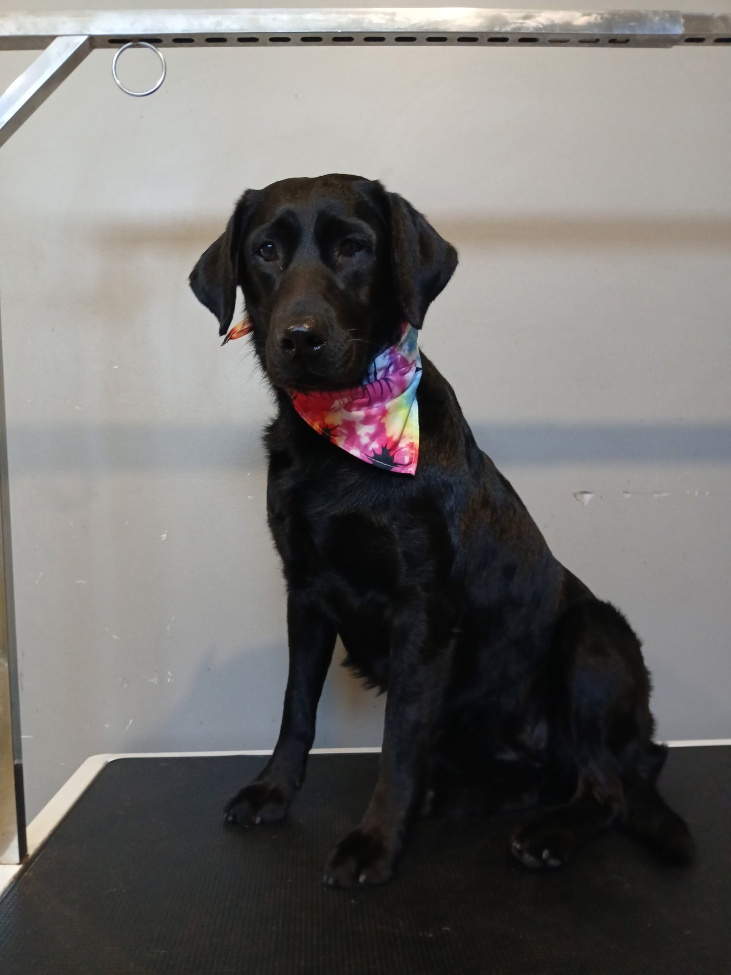 Maple the Black Labrador Retriever groomed at KAE9