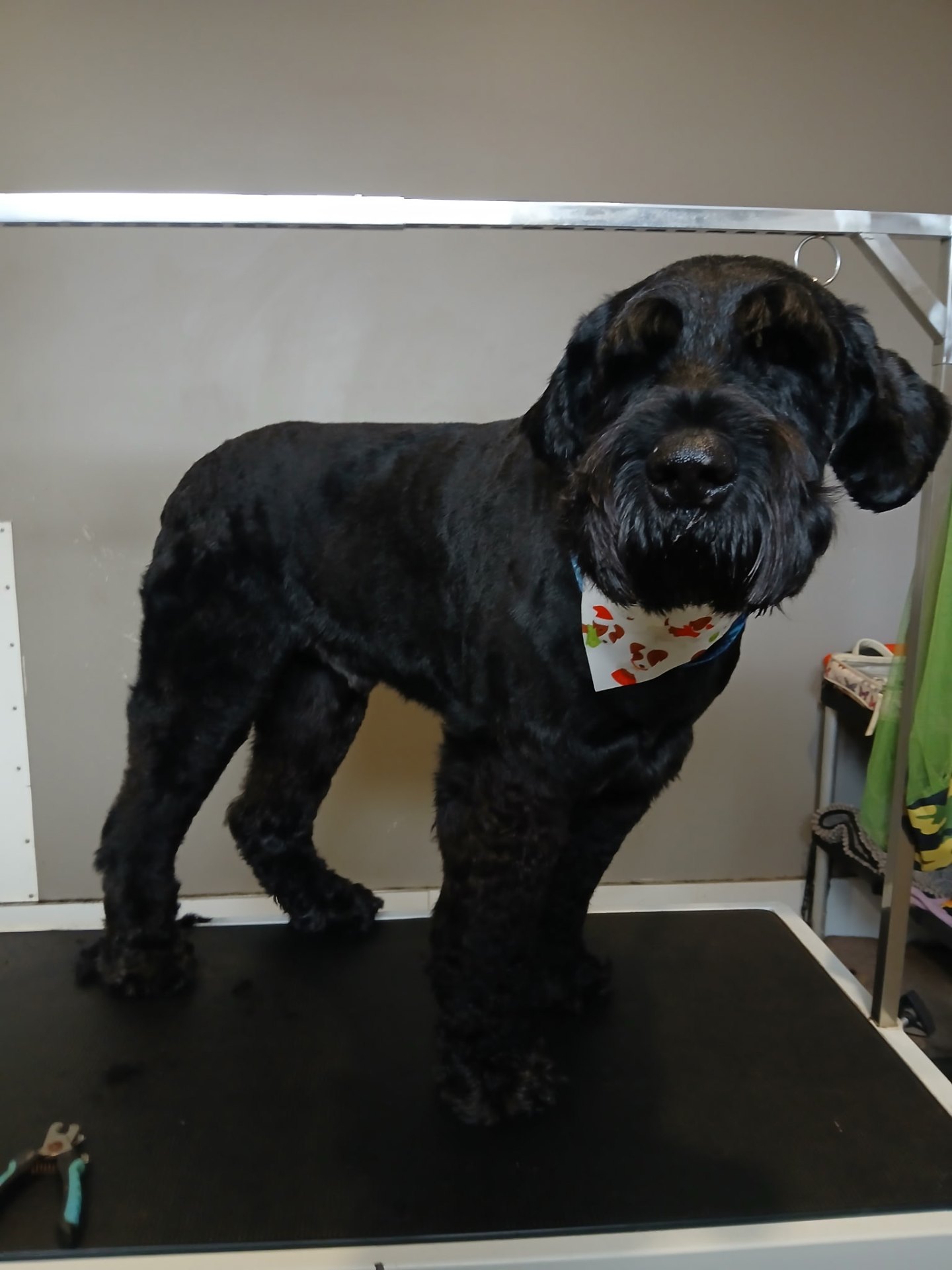 Otis the Giant Schnauzer groomed at KAE9